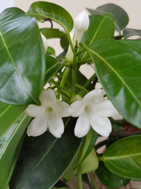 thumbnail (2) - STEPHANOTIS 2018