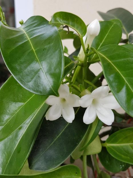 thumbnail (3) - STEPHANOTIS 2018