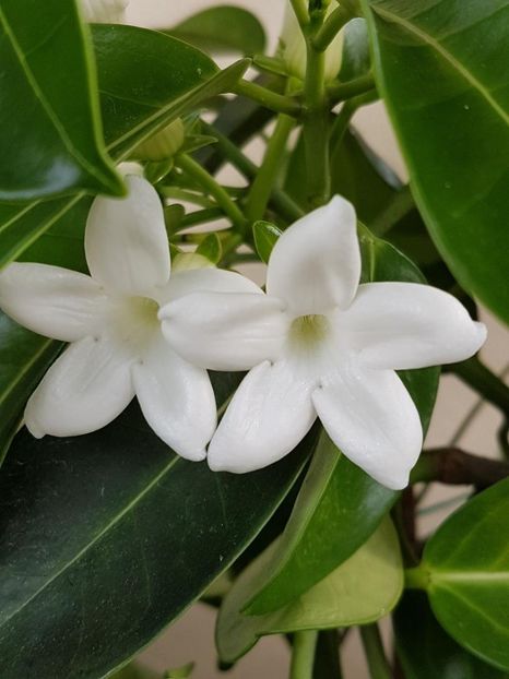 thumbnail (4) - STEPHANOTIS 2018