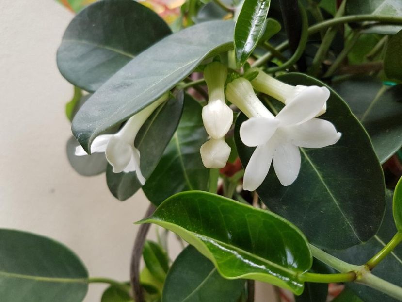 thumbnail (6) - STEPHANOTIS 2018