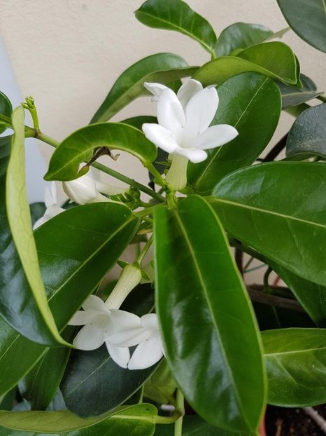 thumbnail (7) - STEPHANOTIS 2018