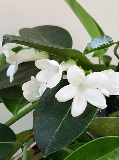 thumbnail (8) - STEPHANOTIS 2018