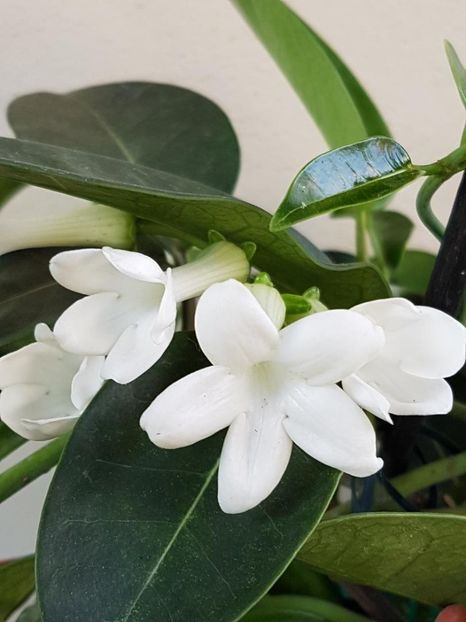 thumbnail (9) - STEPHANOTIS 2018