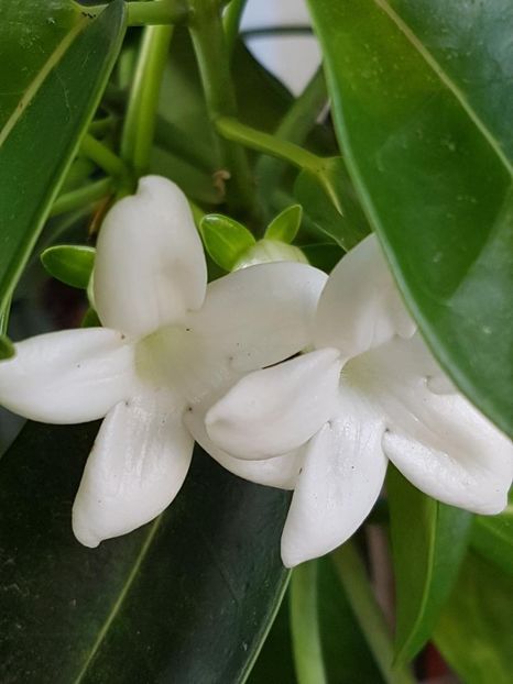 thumbnail (10) - STEPHANOTIS 2018