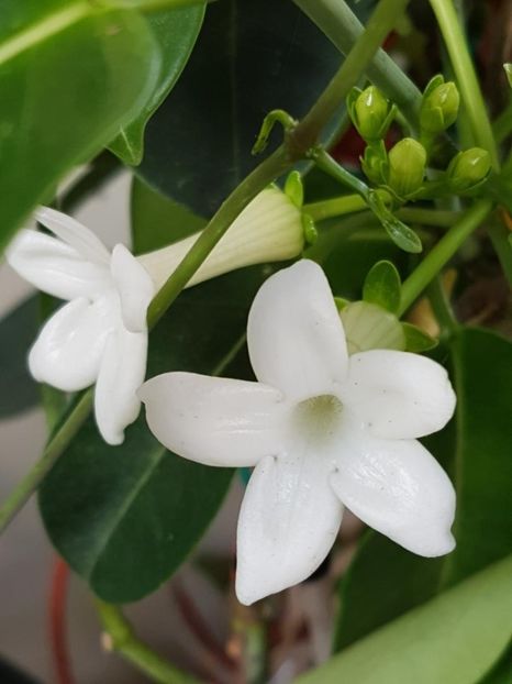 thumbnail (11) - STEPHANOTIS 2018