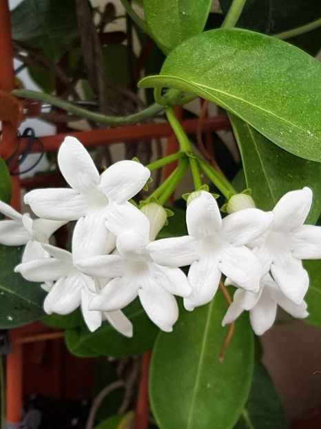 thumbnail (12) - STEPHANOTIS 2018