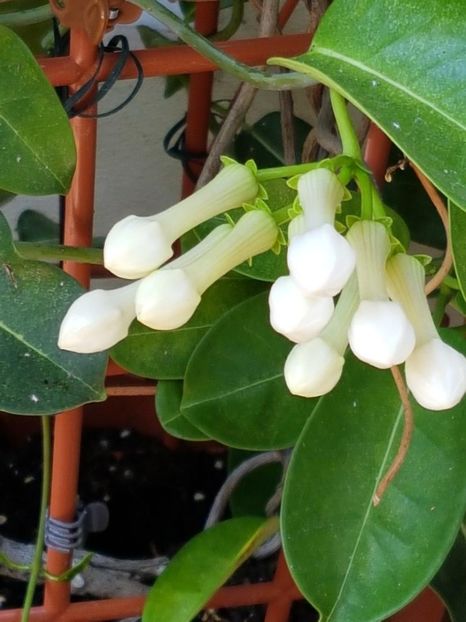 thumbnail (13) - STEPHANOTIS 2018