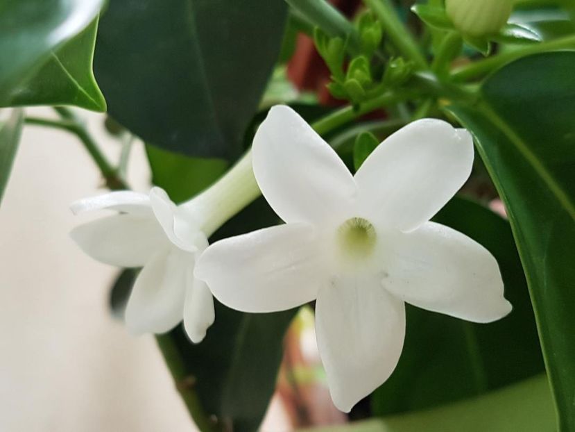 thumbnail (20) - STEPHANOTIS 2018