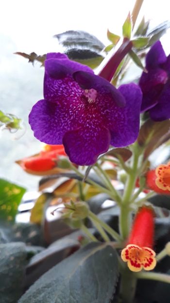  - R18 Jennifer Goode - renuntat