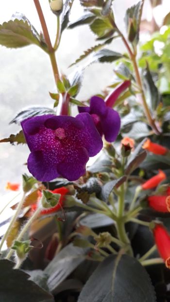  - R18 Jennifer Goode - renuntat