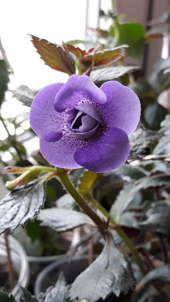 2018 - P19 - Blue Hurricane pierdut