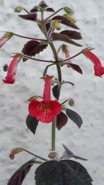  - P21 - Dutch Treat xA