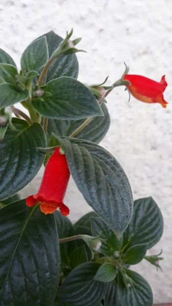  - 001 2018 - Seemania Evita