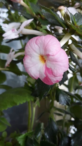  - R18 Royal Blush - renuntat