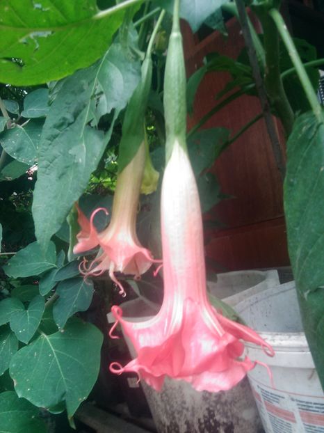  - Brugmasie Angels Exotic