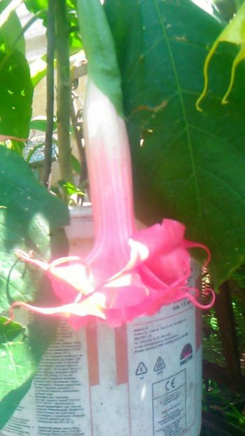  - Brugmasie Angels Exotic