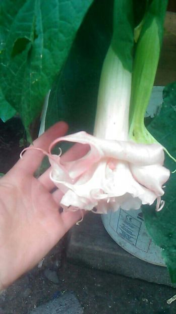  - Brugmasie Angels Exotic