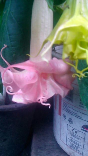  - Brugmasie Angels Exotic