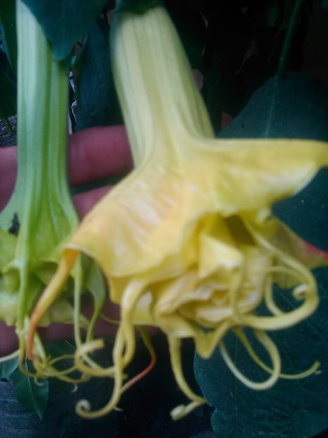  - Brugmasie Angels Exotic