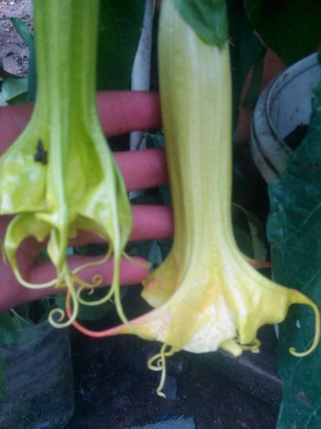  - Brugmasie Angels Exotic