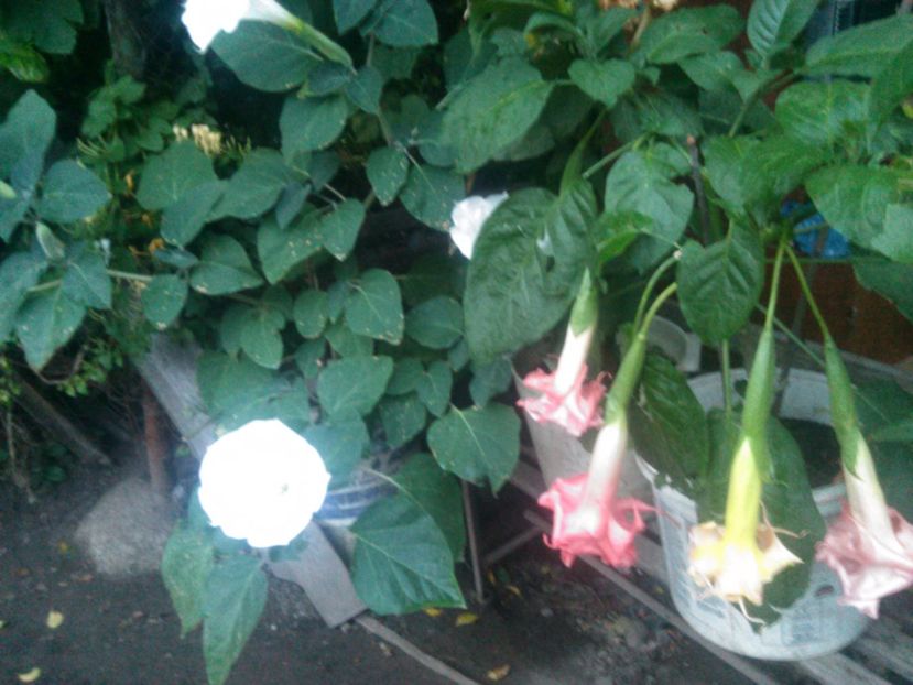  - Brugmasie Angels Exotic