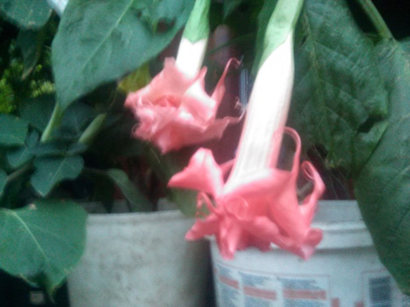  - Brugmasie Angels Exotic