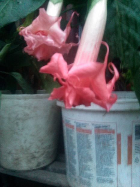  - Brugmasie Angels Exotic