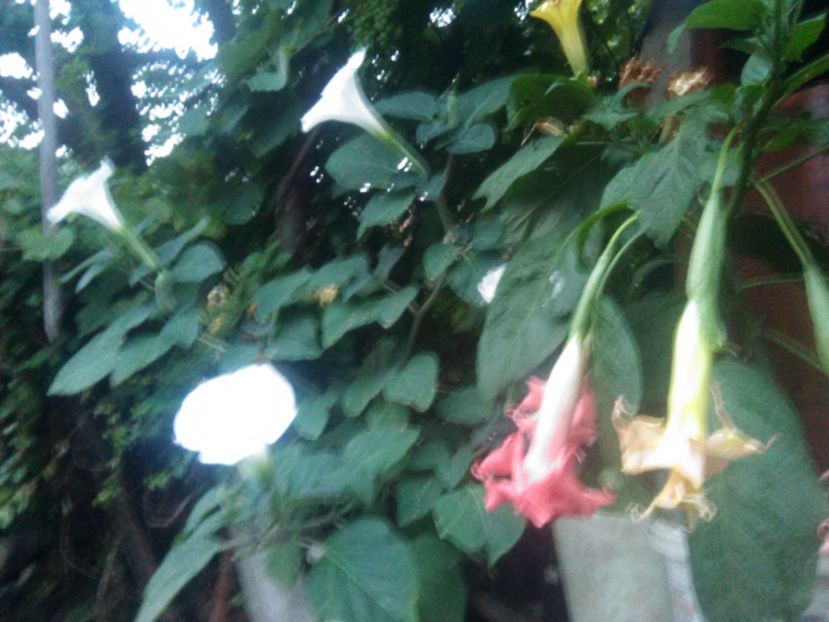  - Brugmasie Angels Exotic