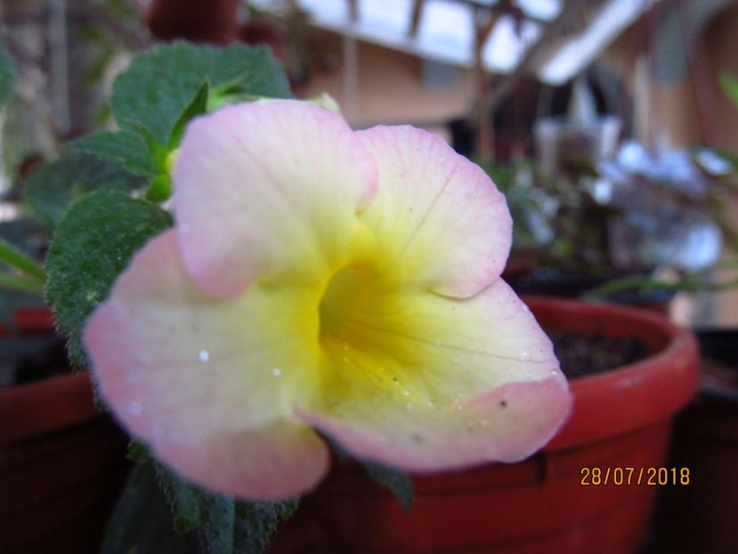 Strawberry Lemon - ACHIMENES 2020 - VANZARI HIBRIZI