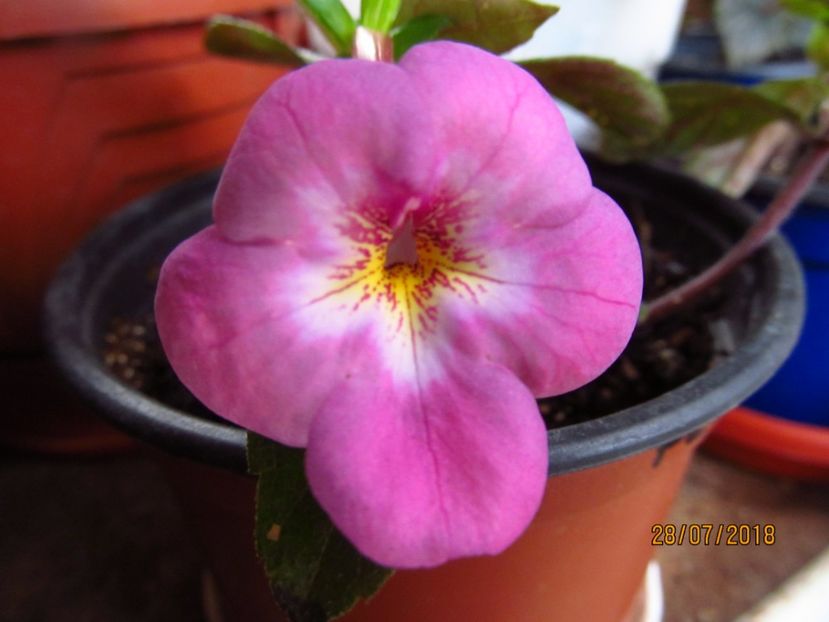 Pearl Gray - ACHIMENES 2020 - VANZARI HIBRIZI