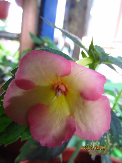 Royal Blush - ACHIMENES 2020 - VANZARI HIBRIZI