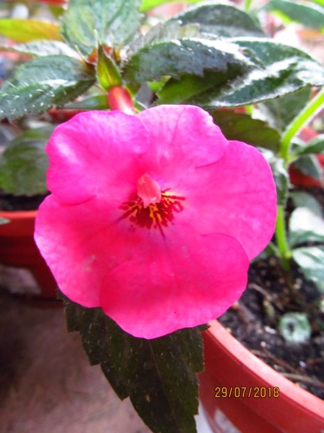 Rosenberg - ACHIMENES 2020 - VANZARI HIBRIZI