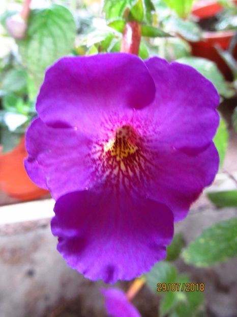 Tyger eye - ACHIMENES 2020 - VANZARI HIBRIZI