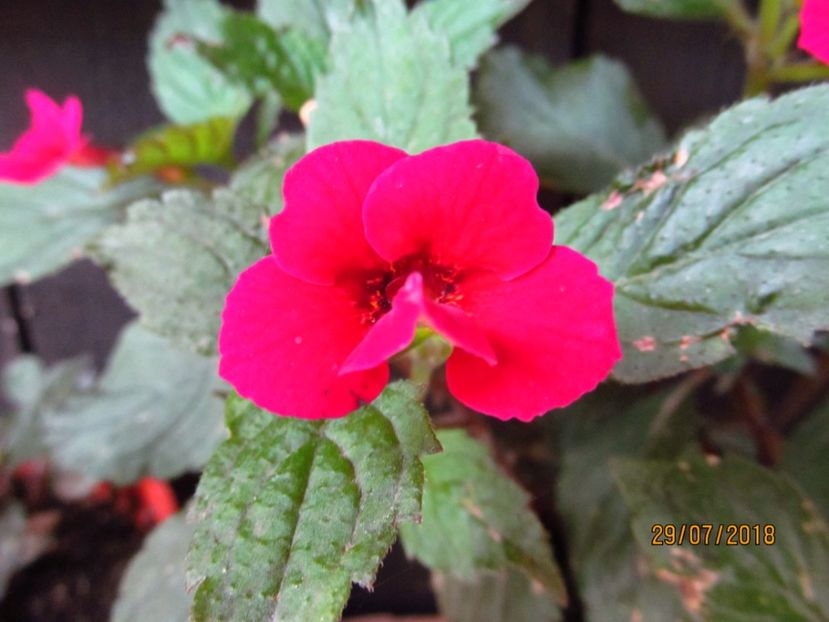 Night Fall - ACHIMENES 2020 - VANZARI HIBRIZI