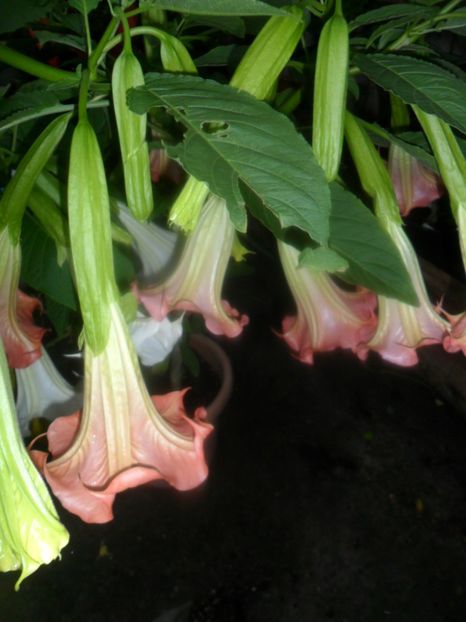  - brugmansii 2018 1