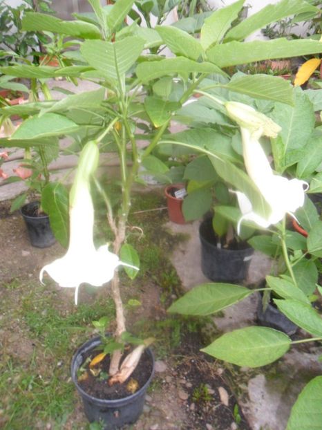  - brugmansii 2018 1