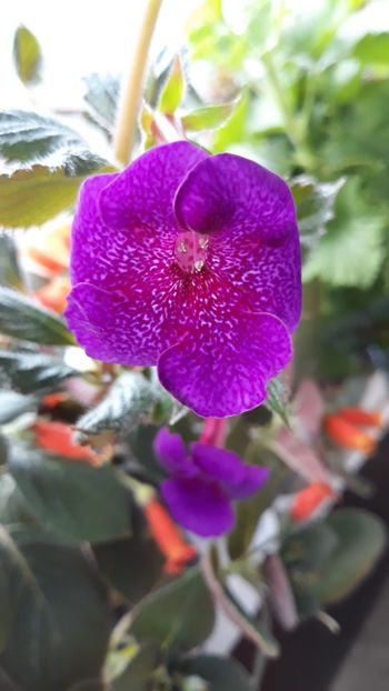  - R18 Jennifer Goode - renuntat