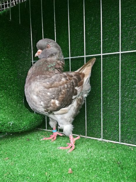 0-1 vanduta - King 2018