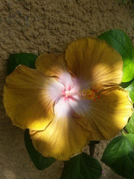  - Tahitian Sophistication