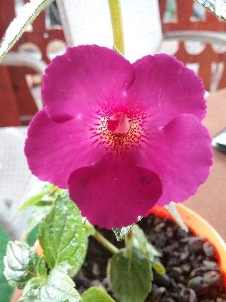  - Claret-pierdut