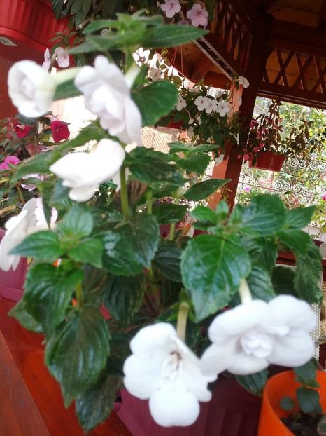  - Double Picotte Rose