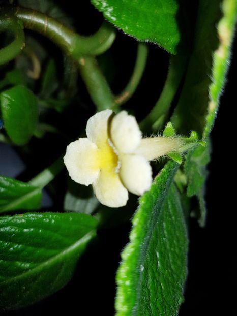  - EPISCIA
