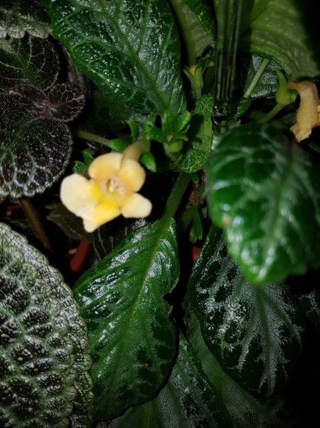  - EPISCIA