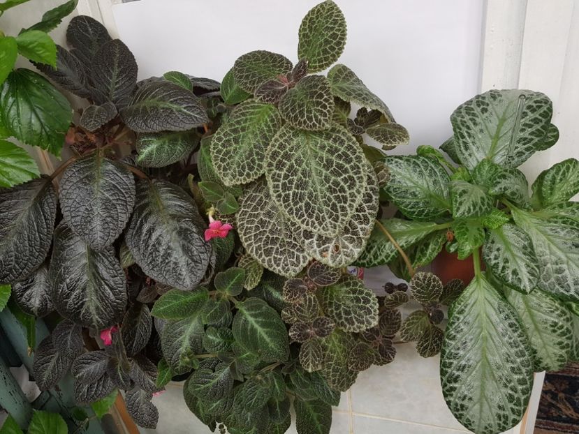  - EPISCIA