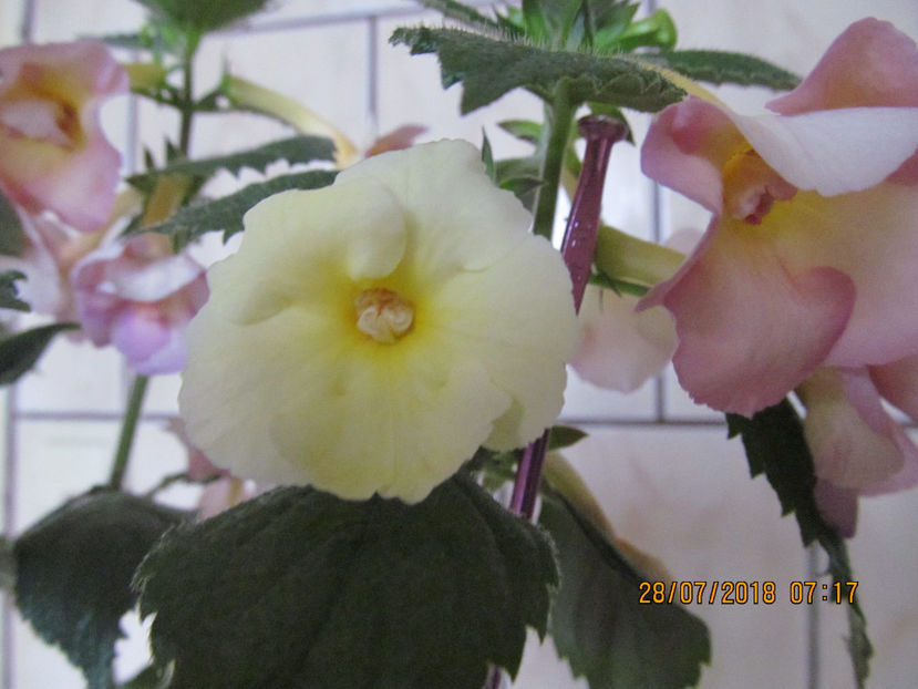  - Yellow English Rose