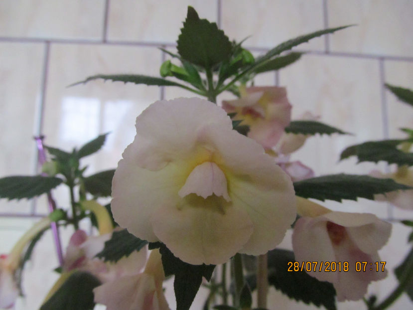  - Yellow English Rose