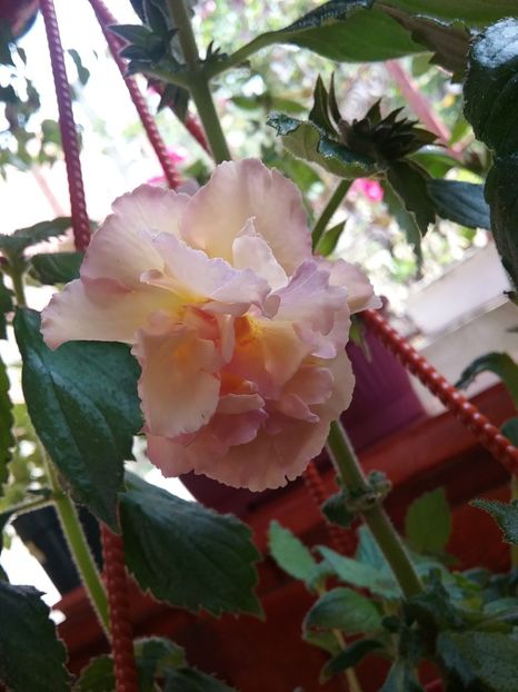  - Yellow english rose