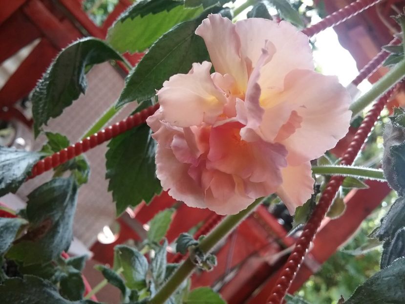  - Yellow english rose