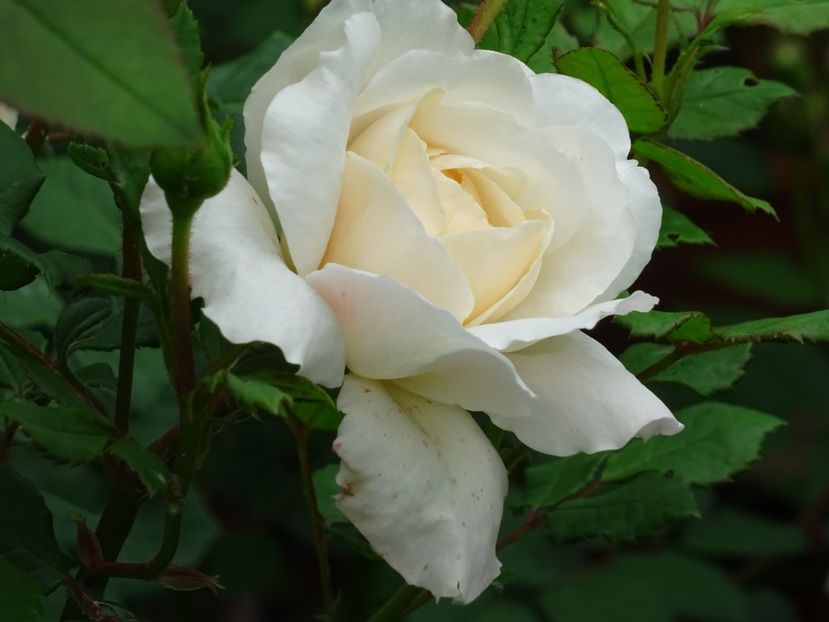 2014-09-24 21.26.01 - English rose -Crocus Rose