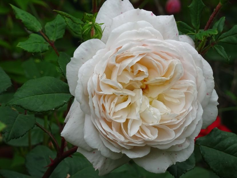2014-09-24 21.25.36 - English rose -Crocus Rose